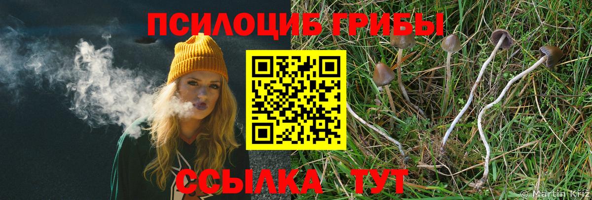 Псилоцибиновые грибы Psilocybine cubensis Кудрово